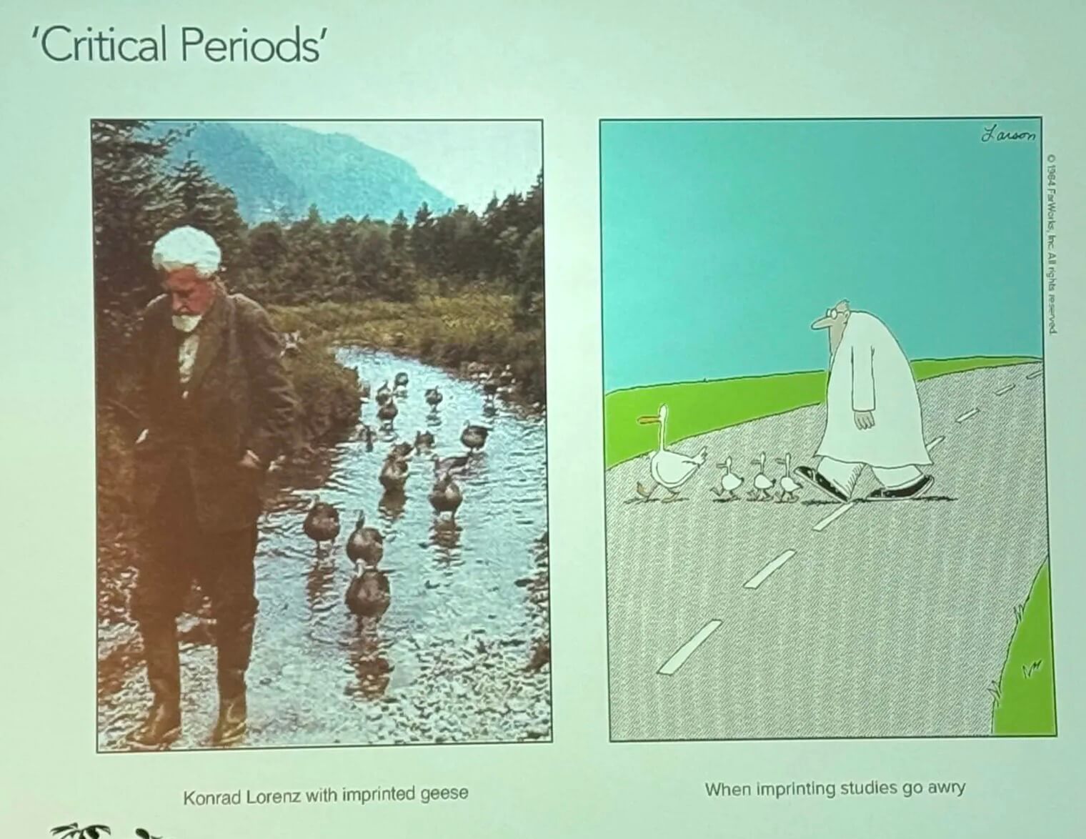 critical periods critical periods